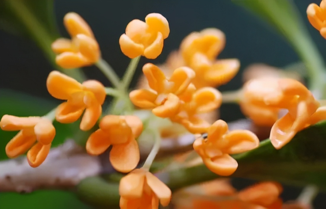 桂花发了好多新芽,桂花品种对比一览表