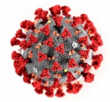 新冠病毒对生殖器官有害吗,新冠病毒疫苗对男性影响大吗