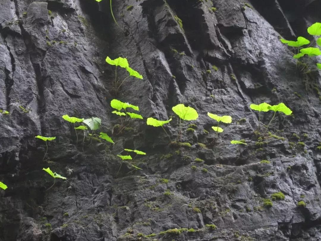城里热山里凉快视频,高温天气清凉避暑好胜地