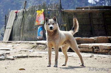 与朱元思书鸢飞戾天注解,与朱元思书鸢飞戾天的意思