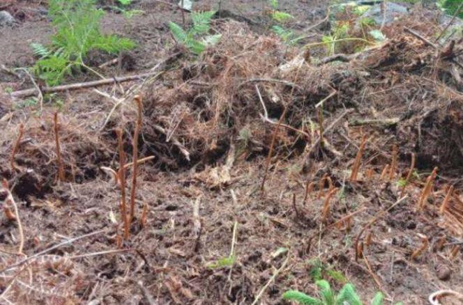 曾2千元一公斤,种植的也很贵,如今价格暴跌,网友:还吃不起