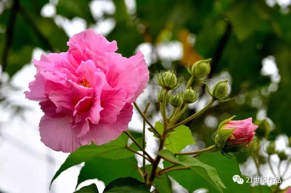 雨霖铃十二首原唱,朗诵经典作品雨霖铃