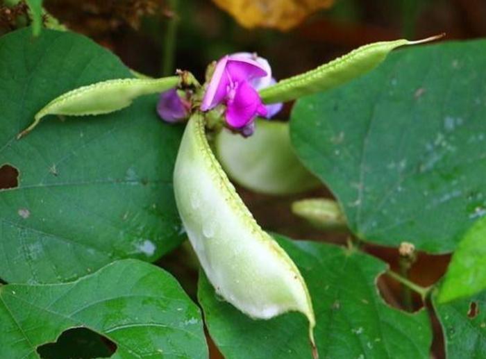 白扁豆提高产量,白扁豆食疗养生食谱