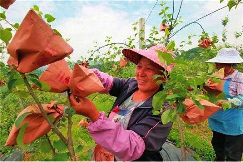 苹果膜袋快速套袋法,苹果套袋注意事项