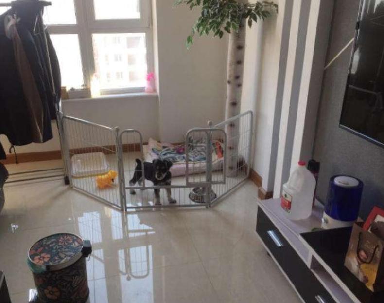 门外有声音，狗狗就乱叫的原因和纠正方法