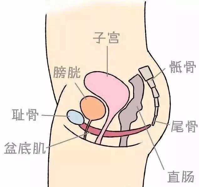 产后漏尿被人耻笑,为什么会产后漏尿