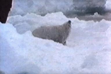 15岁怀孕的她，被骗吃下*药炸**，无辜去世：生而为人，有些人却不配