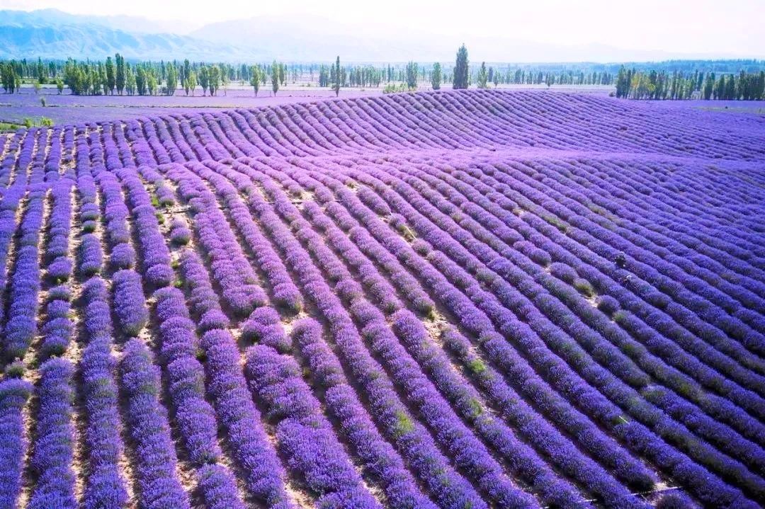 伊犁最美薰衣草在哪里啊,伊犁薰衣草花海全面绽放