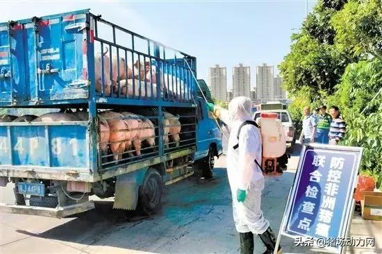 非瘟过后怎样消毒才能最快复养,非瘟如何正确消毒