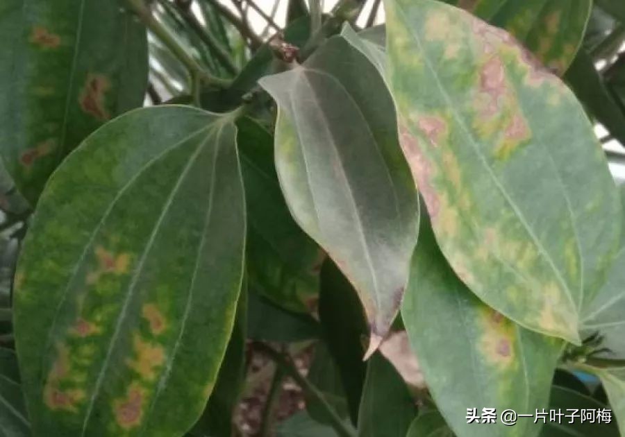 5个植物最招财,能开花又好养的植物又有寓意