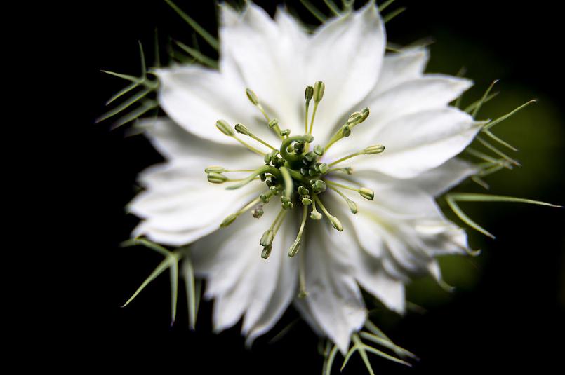 黑种草单瓣,淡蓝黑种草