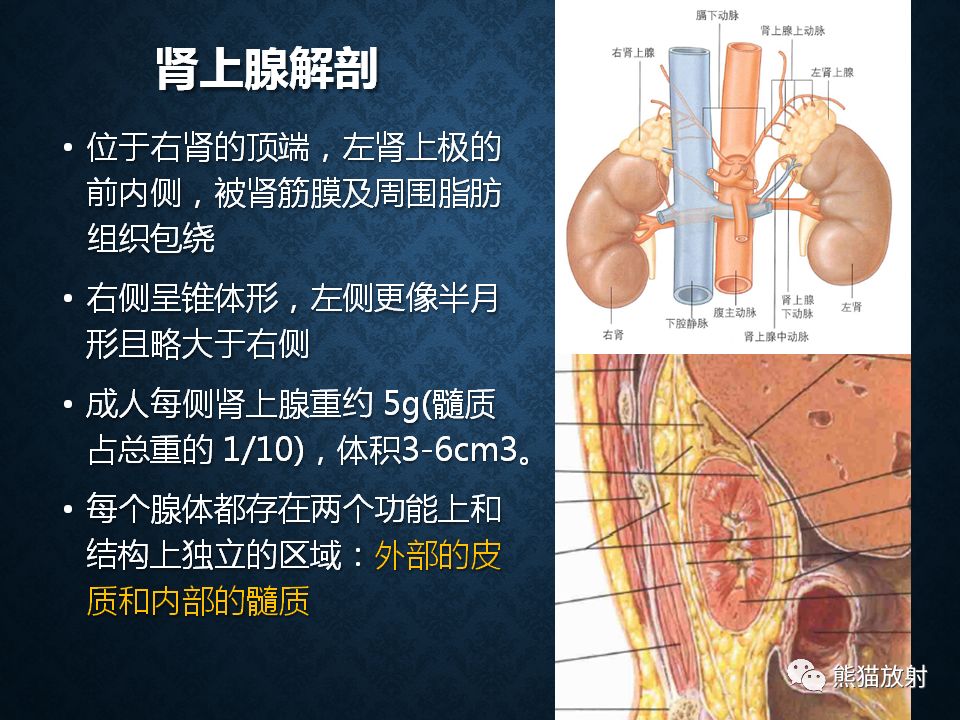 纵隔和肾上腺恶性肿瘤,纵隔性肿瘤位置图