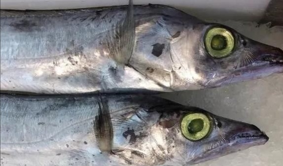 大连刀鱼有什么好处,大连刀鱼常识大全