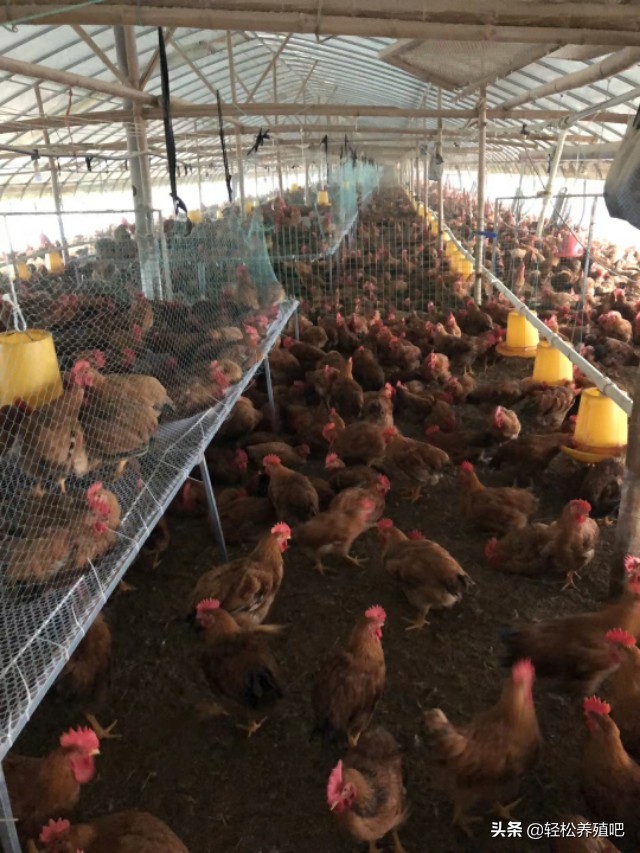 无抗猪养殖新方法,大肠杆菌防治