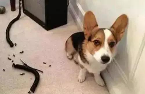 比熊狗狗老是乱咬东西怎么办,狗狗在家乱咬东西怎么办