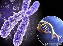 #洪医生看出生缺陷#-胎儿胸腔积液