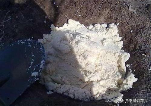 绿萝黄叶别发愁2个妙招帮解决,绿萝黄叶怎么处理有什么好办法