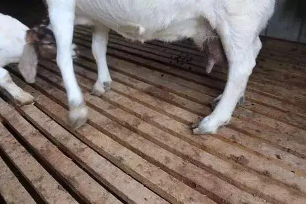 养殖羊夏季的常见疾病,夏季羊病有哪些