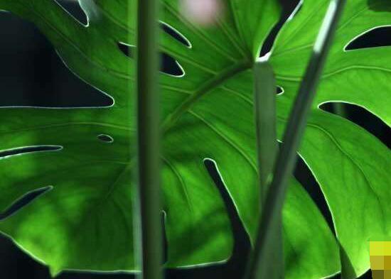 龟背竹烂根怎么快速解决,龟背竹烂根最好的处理方法