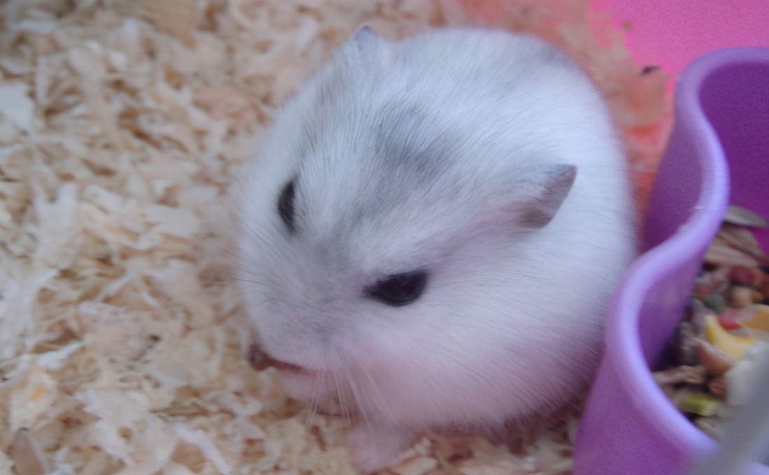 可爱的小仓鼠该怎么养呢,小仓鼠怎么养会又活泼又可爱呢