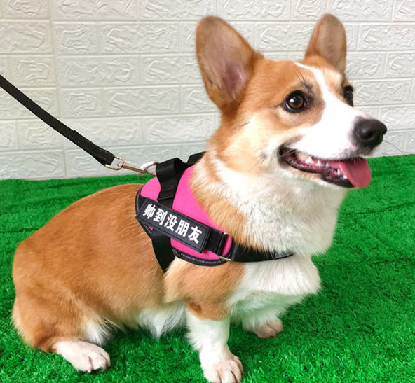 柯基狗粮如何搭配好吃又营养,柯基狗粮怎么养好吃又简单