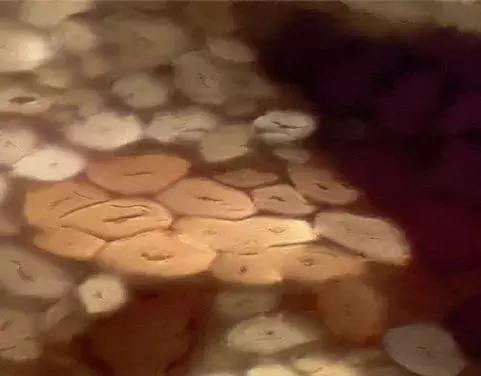 纺织纤维与面料分析介绍,天然纤维面料基础知识大全