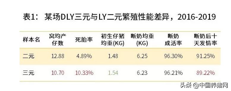 非瘟的养猪方法,非瘟下的养猪人