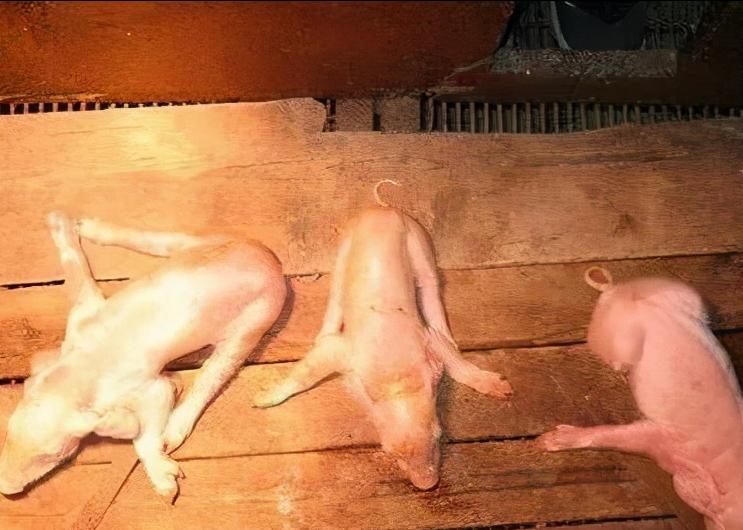 现在的脱霉剂该怎么选,牛脱霉剂的正确使用方法