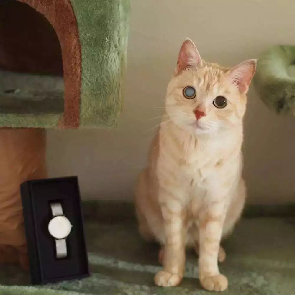 猫咪老去不可逆，想让爱猫陪伴更长久，五点衰老征兆需提早留意！