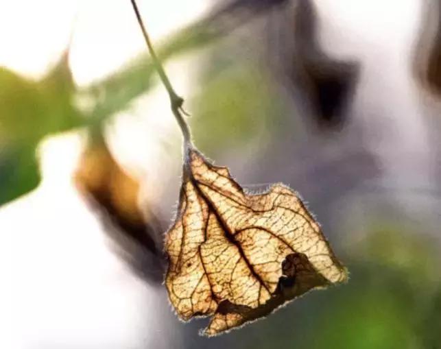 最有智慧的汉字,中国最有智慧的四个汉字