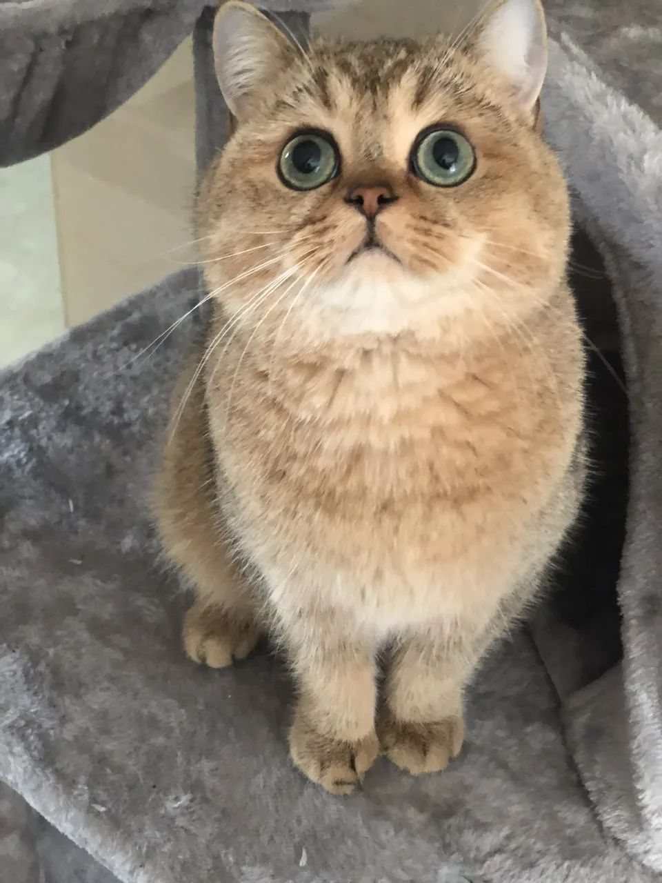 和宠物交流说什么,宠物谈恋爱怎么回事