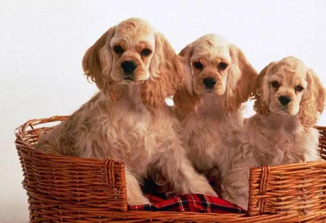 推荐各种狗狗的类型,10种有型罕见的狗狗