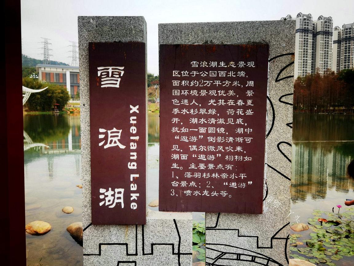 樱花开了公园里弥漫着花香,樱花开了姹紫嫣红