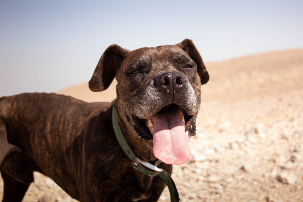 狗狗脸部肿是什么症状,狗狗水肿怎么治疗