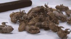 最伤肝的中草药,最伤肝的五种中药抖音