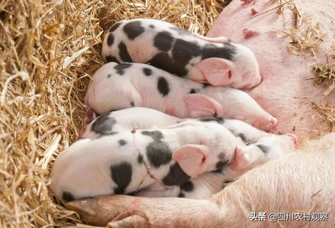 猪高温天气易发生的呼吸道疾病,猪高温症状和治疗方案