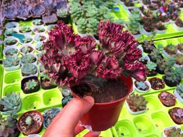 霸气侧漏的多肉植物,霸气的多肉