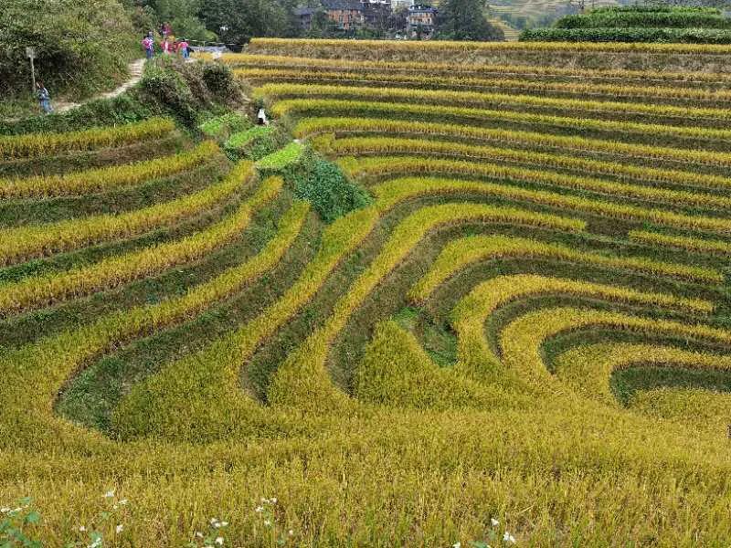 自驾游桂林龙脊梯田怎么玩的,自驾游桂林龙脊梯田怎样游