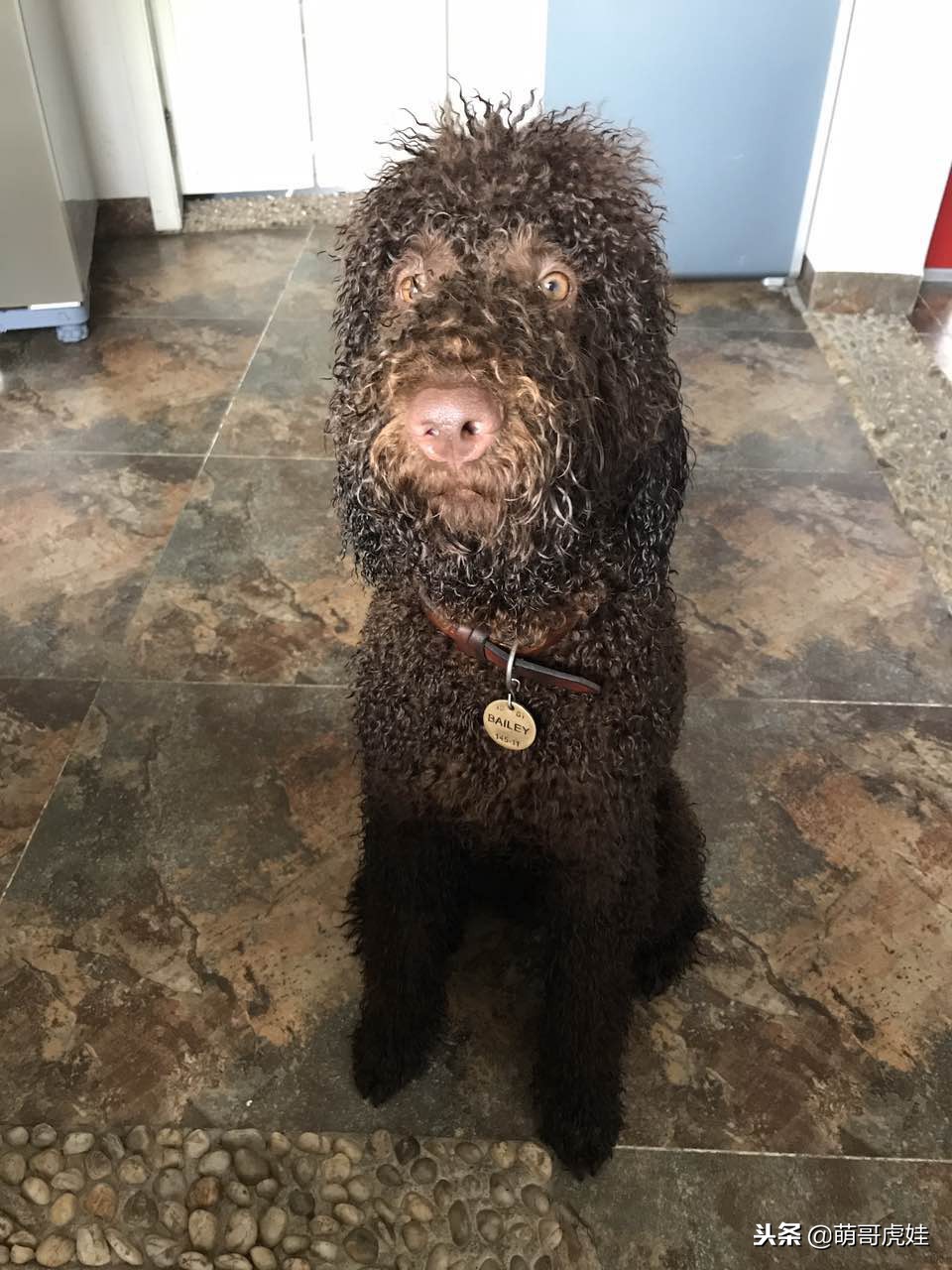 巨型贵宾如何剃毛,贵宾造型和泰迪造型