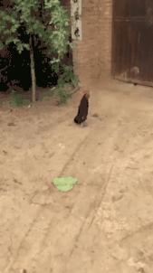 搞笑时刻心情变好,搞笑时刻大家开心就好