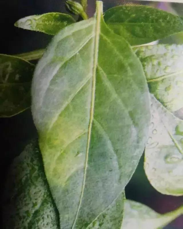 青霉灰霉杀菌剂,青霉绿霉跟灰霉有什么区别