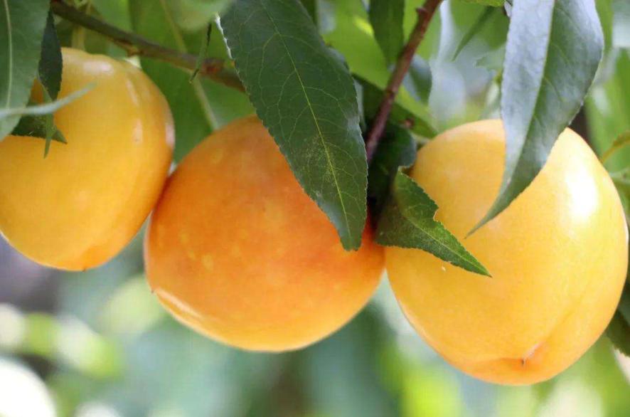 端午节最好的三种水果,端午节来了好吃的水果都上市了