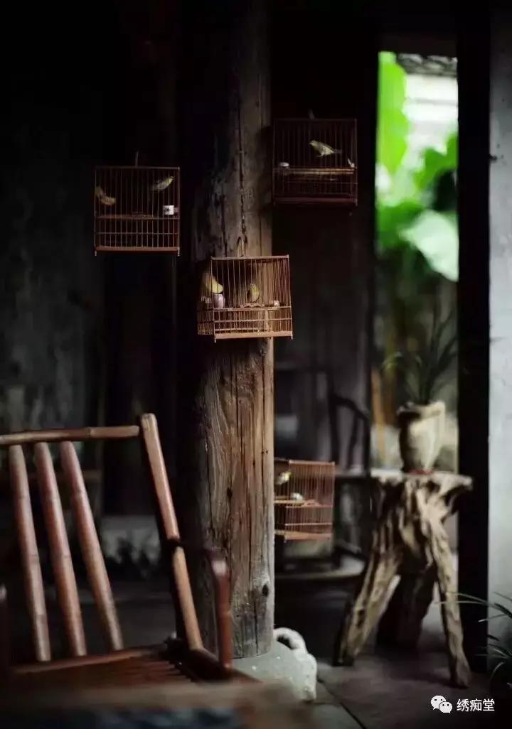 绣眼换毛期如何管理,红肋绣眼换毛从哪里开始的