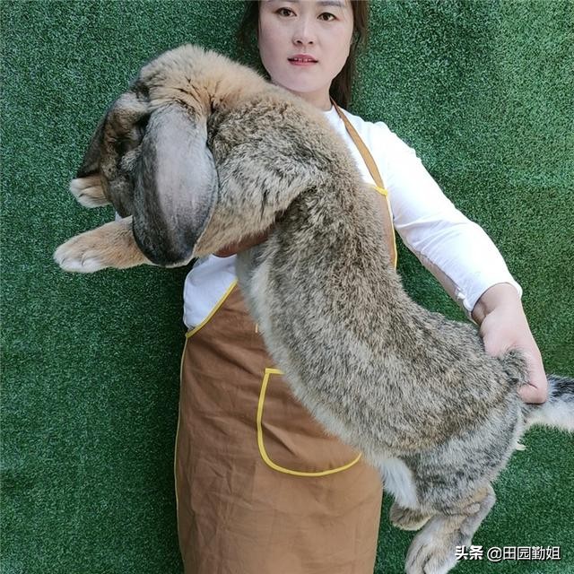 兔子后脚瘫痪是怎么回事,兔子瘫痪了是什么原因