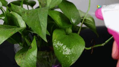 衣柜里放一年的衣服用洗吗,用啥放衣柜里衣服不生虫