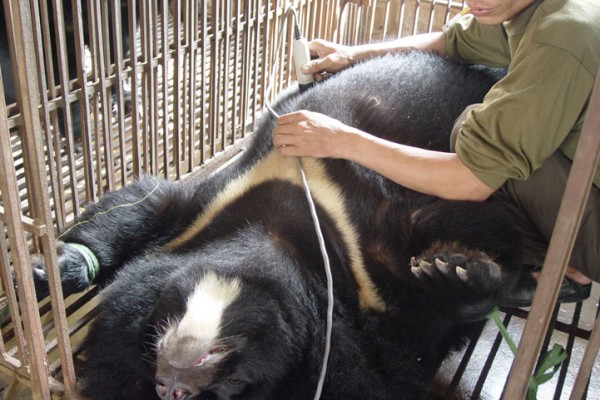 奶牛身上开洞是怎么回事,牛身开洞是什么原因