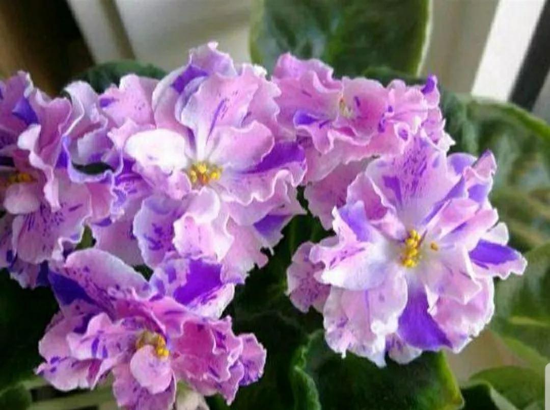 芳踪难觅濒危花！清新治愈篇：沙漠高原是吾家，豹子花的春天来了