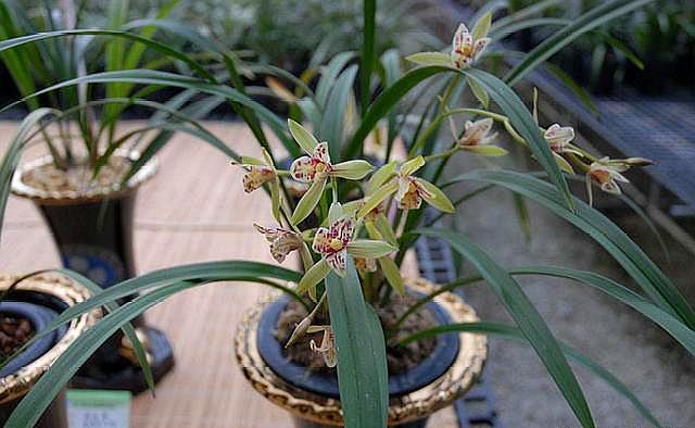 种兰花是松树皮好还是松树屑好,养兰花用松树皮和松树果