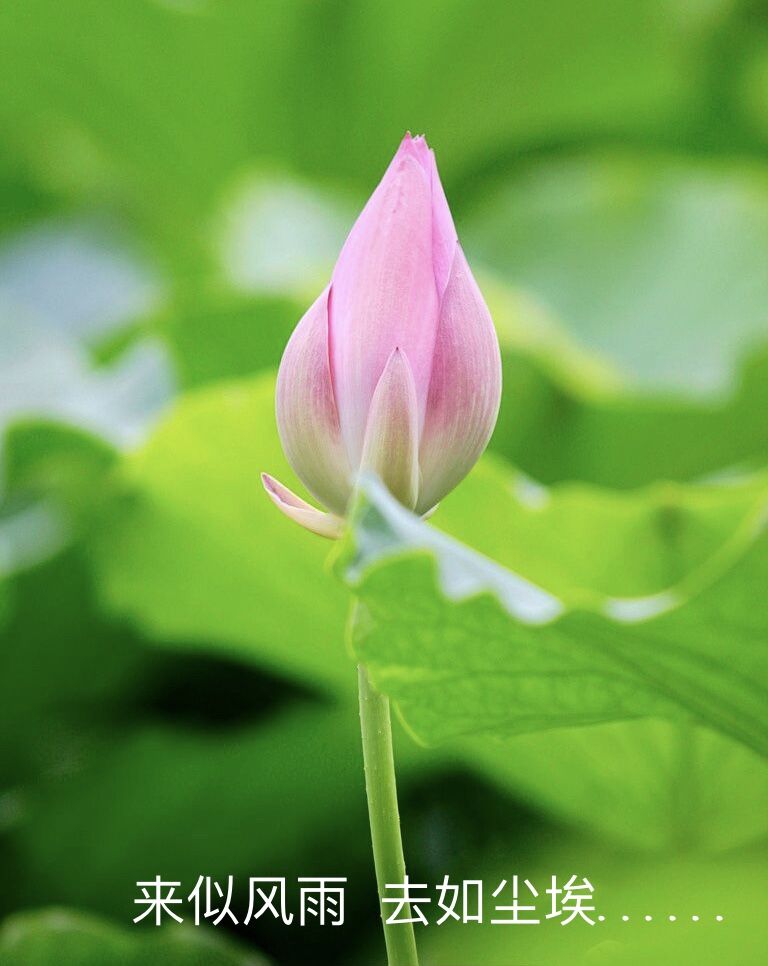 心中的神明,心中的神明作文