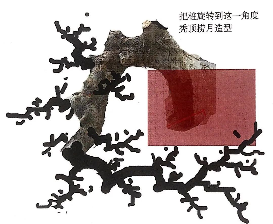 小榆树盆景设计100种形态,榆树盆景用的榆树是什么品种